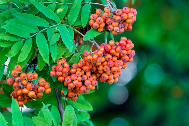 A red mountain ash on a tree in the middle of a green leaf