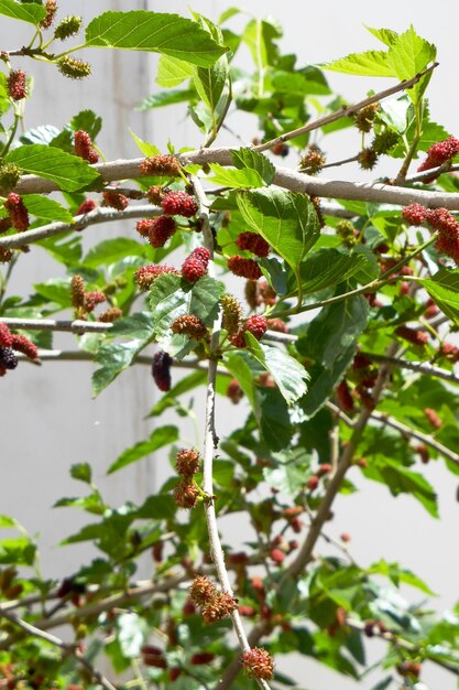 Red mulberry fruits on branches