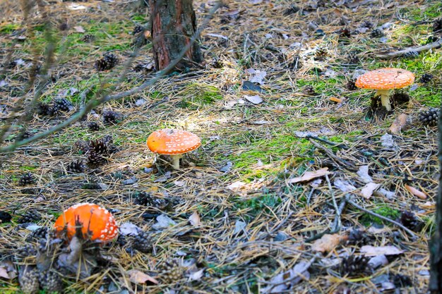 Red mushroom (Amanita Muscaria, Fly Ageric, Fly Amanita) in autumn forest