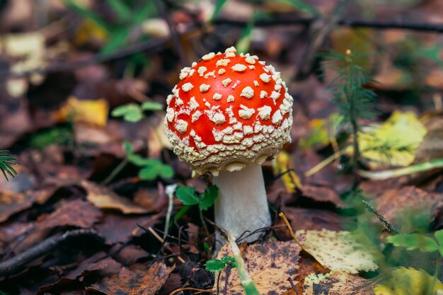 Red mushroom fly agaric in the autumn forest