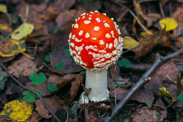 Red mushroom fly agaric in the autumn forest