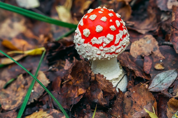 Foto fungo rosso agarico velenoso e pericoloso