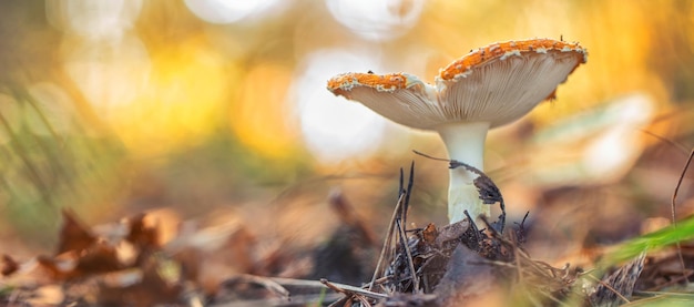 야생의 붉은 버섯 Fly Agaric 발견