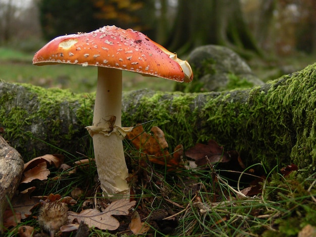 A red mushroom with a white stalk in a green forest