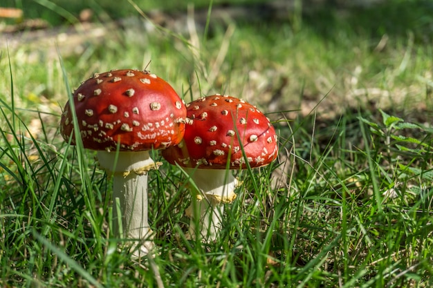 자연의 붉은 버섯 (amanita muscaria)