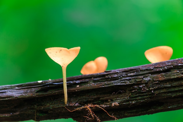 Photo red mushrooms, pink burn cup mushroom, tarzetta rosea ( rea) dennis, pustuluria rosea rea