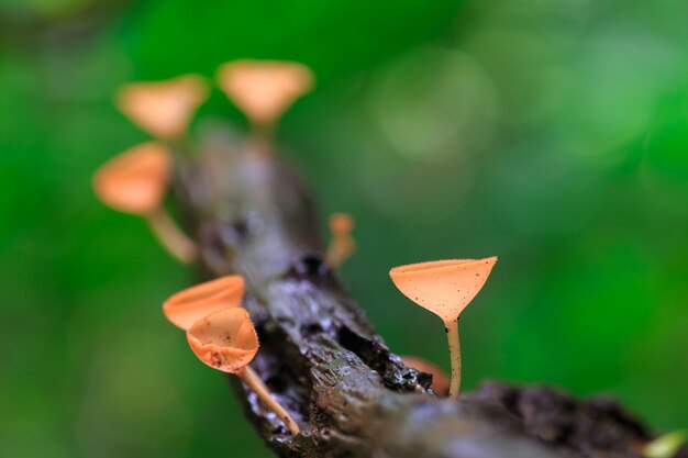 Red mushrooms, PINK BURN CUP Mushroom, 