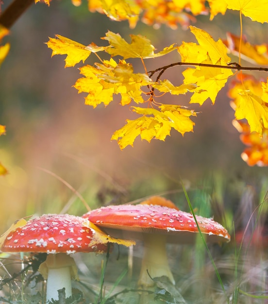 Red mushrooms