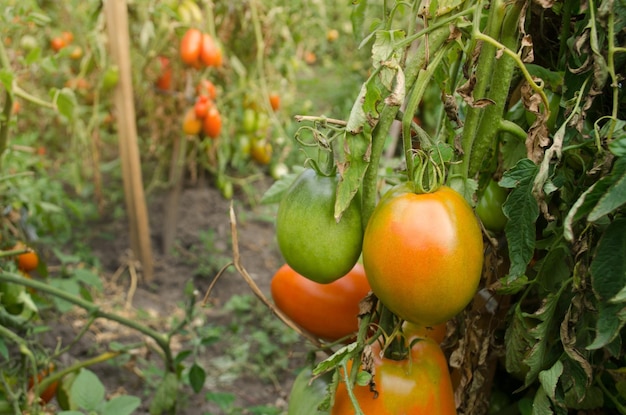 Red natural tomatoes on a branch Home grown tomatoes tastes better