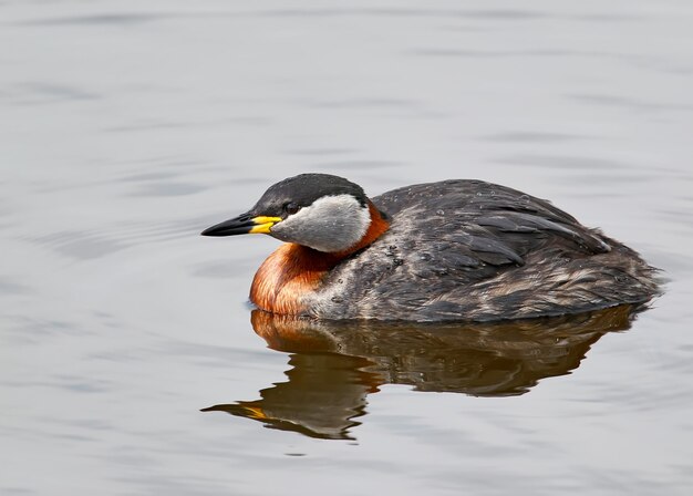 The red-necked grebe (Podiceps grisegena) looks at camera. Very close up and detailed photo