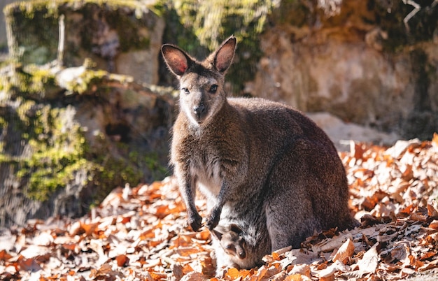 Red necked wallaby with joey in a pouch