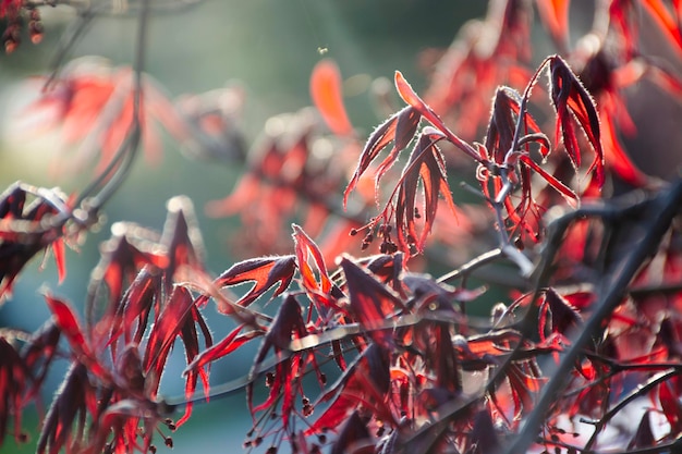日当たりの良い春の背景に赤い新しいカエデの木の葉日本の赤いカエデの木の葉
