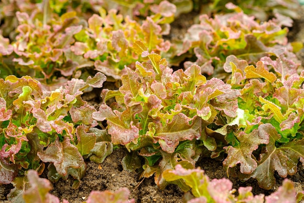 Red Oak in Organic Farm, de rode eik en het rode koraal lijken qua uiterlijk erg op elkaar en beide zijn populair voor salades