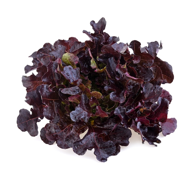 Red oak leaf lettuce isolated on white