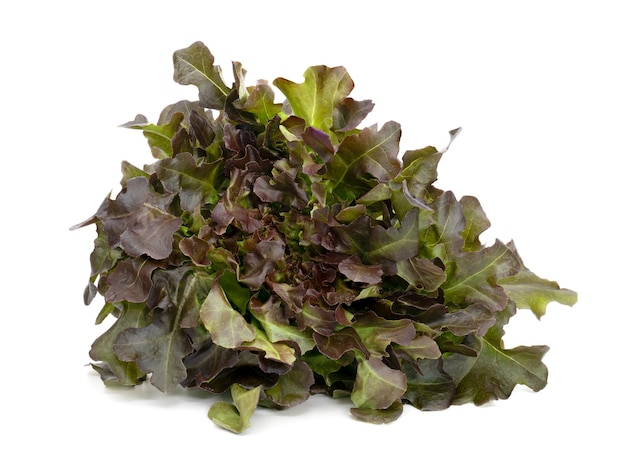 red oak leaf lettuce on white background