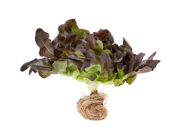 Red oak leaf lettuce on a white background