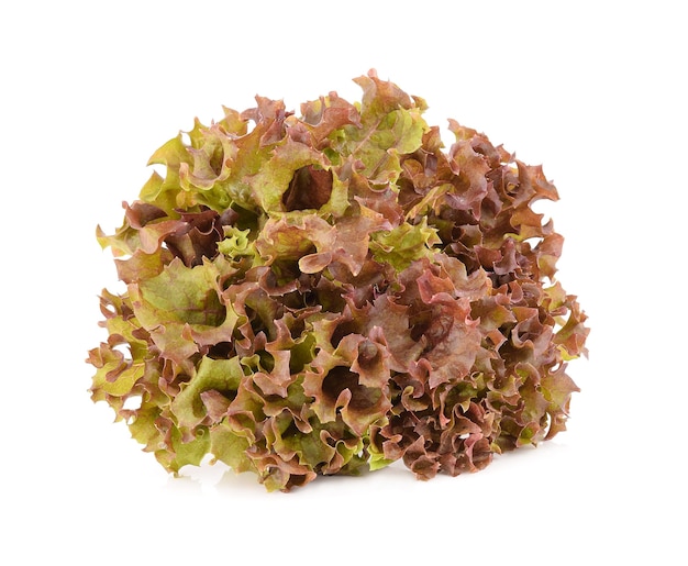 Red oak lettuce isolated on white background