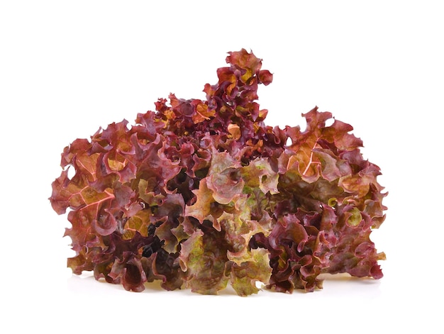 Red oak lettuce isolated on white background