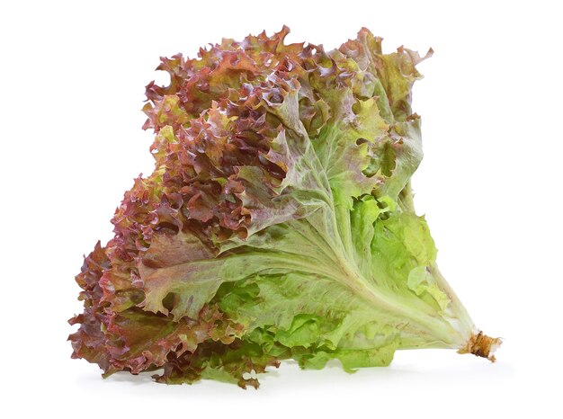 Red oak lettuce isolated on white.