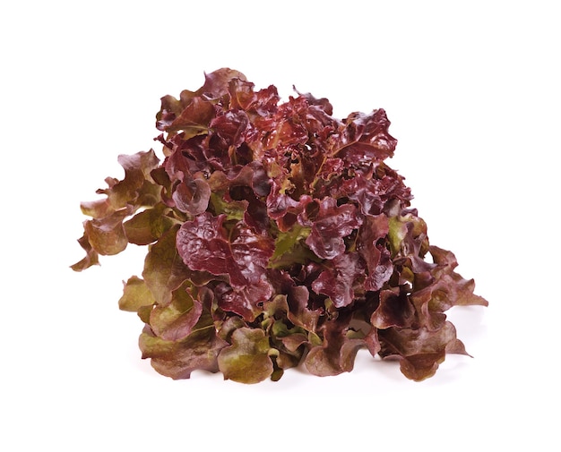 Red oak lettuce on white background