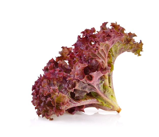 Red oak lettuce on white background