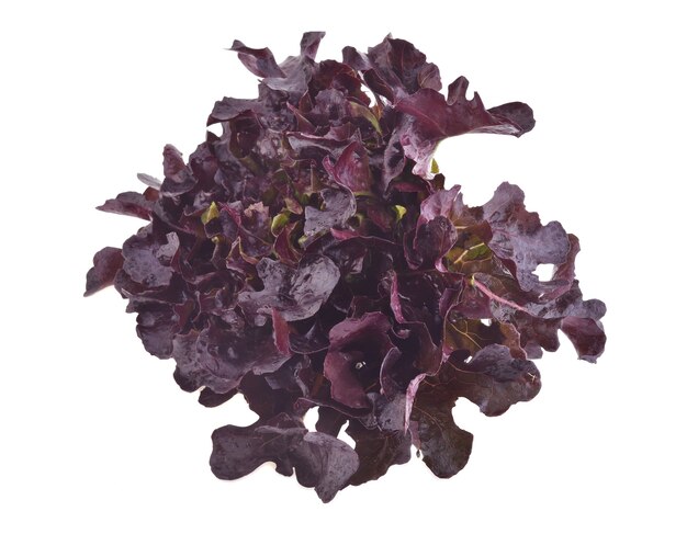 Red oak lettuce on white background