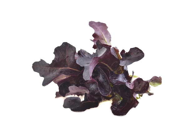 Red oak lettuce on white background