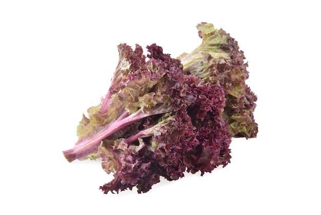 Photo red oak lettuce on white background