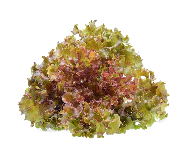 Red oak lettuce with water drops on white.