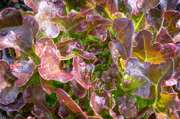 Red oak lettuce