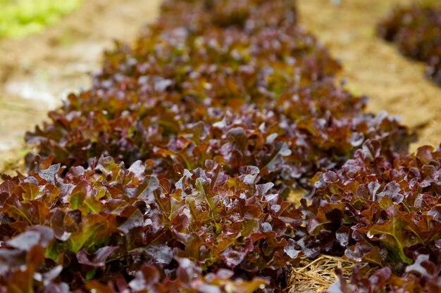 Red Oak organic farm rustic garden