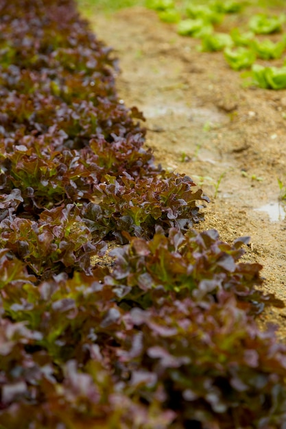 Foto giardino rustico della fattoria biologica di quercia rossa