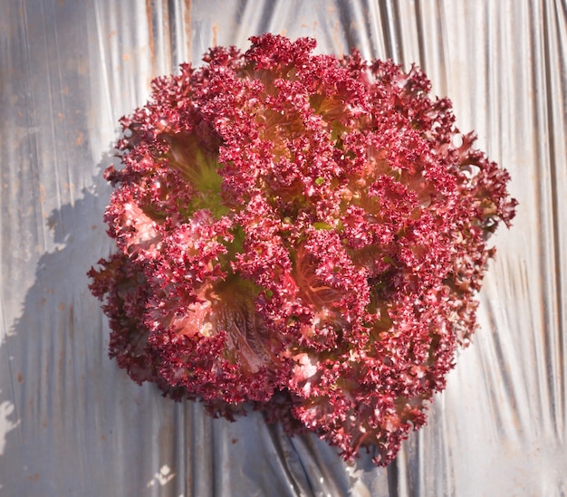 Red Oak-salade.