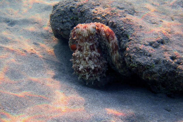 Red octopus at reef