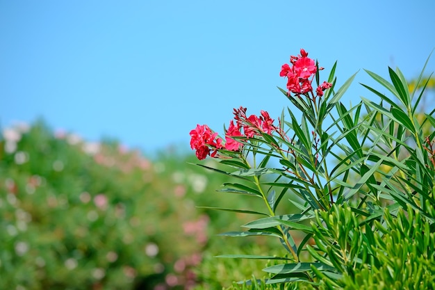 Red oleanders on a clear day