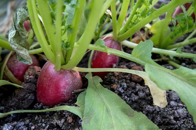 Red onion growing in a garden