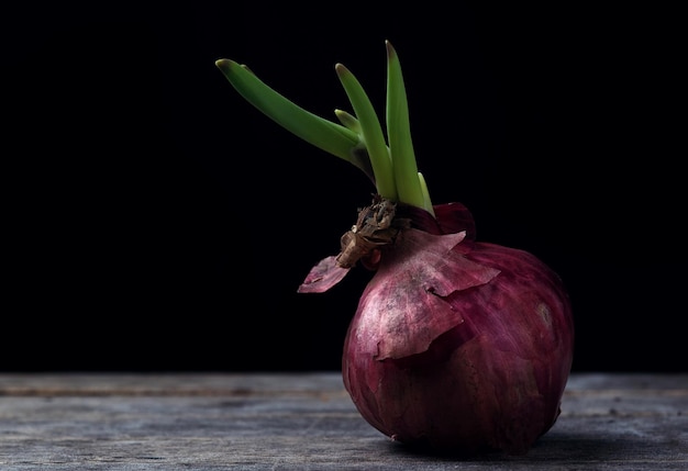 A red onion with the word onion on it