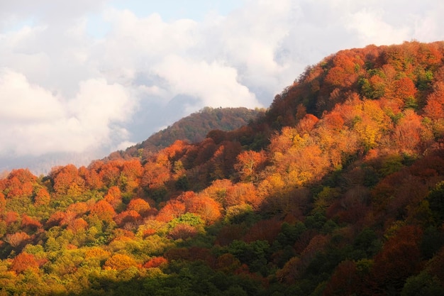 산에 붉은 색과 오렌지색 가을 숲