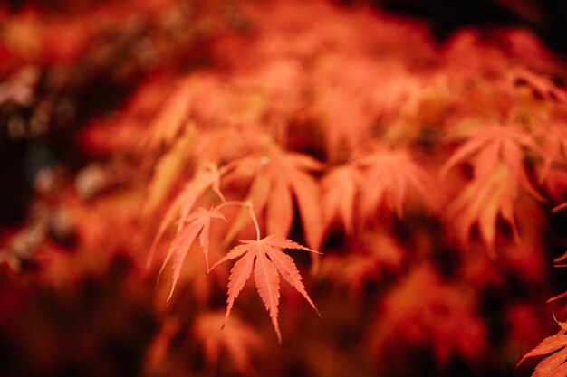 Красные и оранжевые осенние листья фон Открытый Красочное фоновое изображение