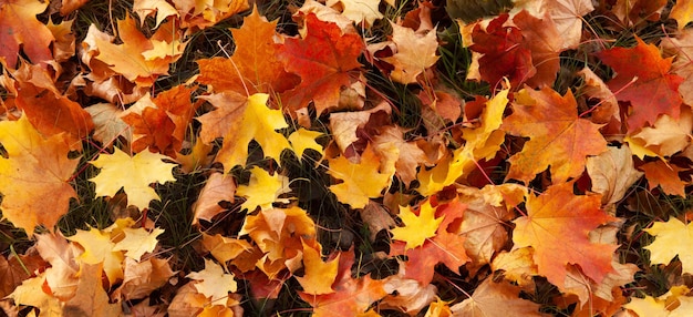 赤とオレンジ色の紅葉背景 屋外 落ちた秋のカエデの葉のカラフルな背景画像