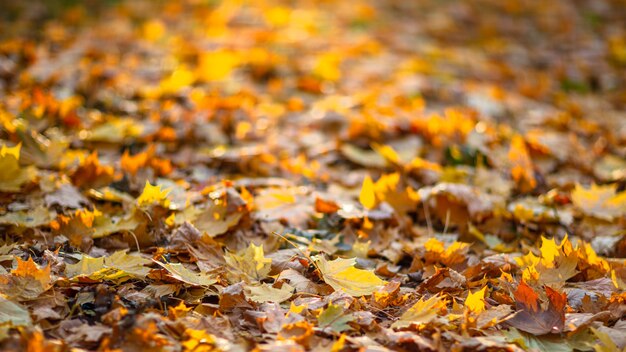 Red and orange autumn leaves background