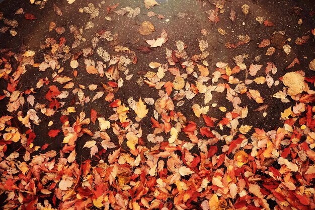 Photo red and orange autumn leaves background