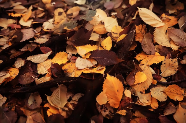 Red and Orange Autumn Leaves Background