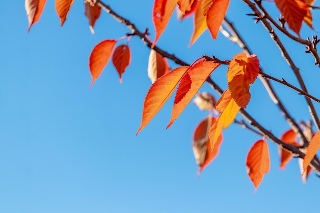 Foglie di autunno rosse e arancioni su un albero sullo sfondo del cielo con tempo soleggiato