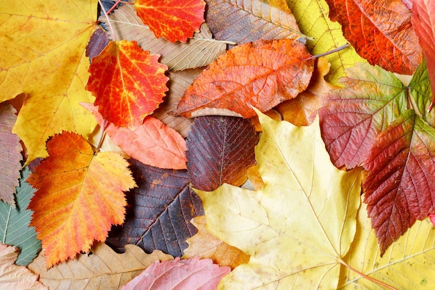 Red and orange background of various autumn leaves