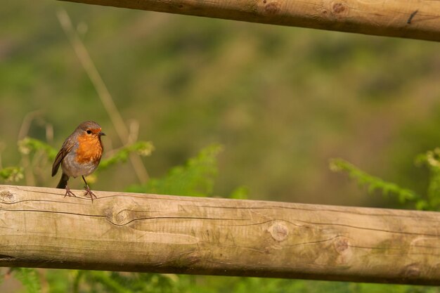 Red orange bird on wooden post very close with background in the field