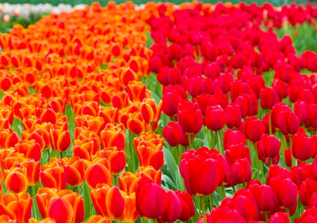 I tulipani in fiore rossi e arancioni mettono in campo bellissimi fiori in un parco di tulipani olandesi