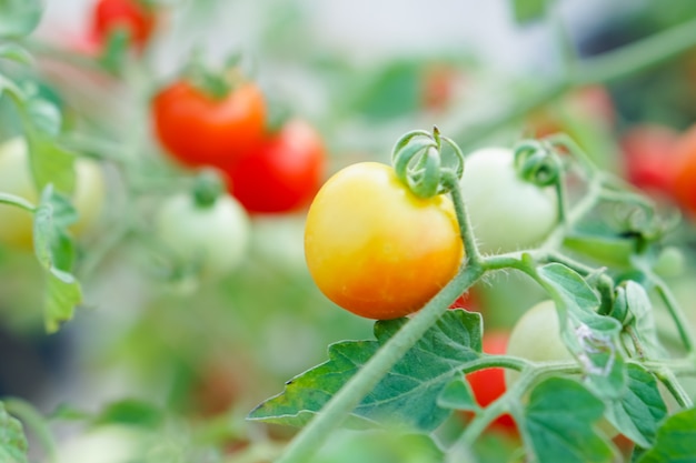 Red and Orange Currant Tomato in the kitchen garden.