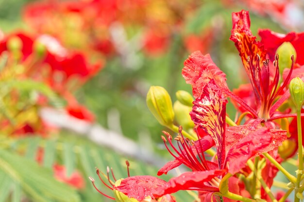 赤とオレンジの花