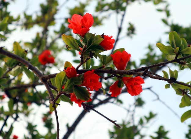 Red orange gorgeous pomegranate tree flower close-up against\
blue sky and green leaves. summer flowe